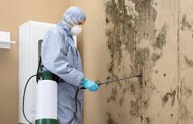 Mold Odor Removal Services in Coal Grove, OH